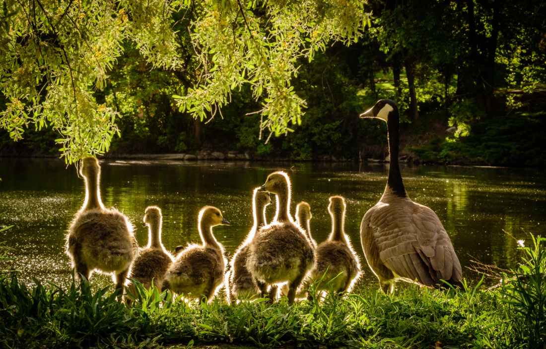 animals back light beaks close up