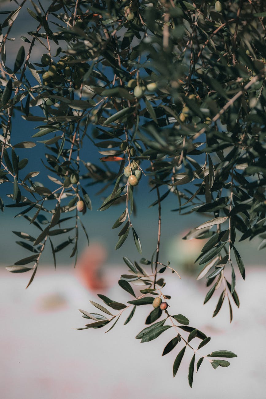 selective focus photography of round green fruits hanging from tree