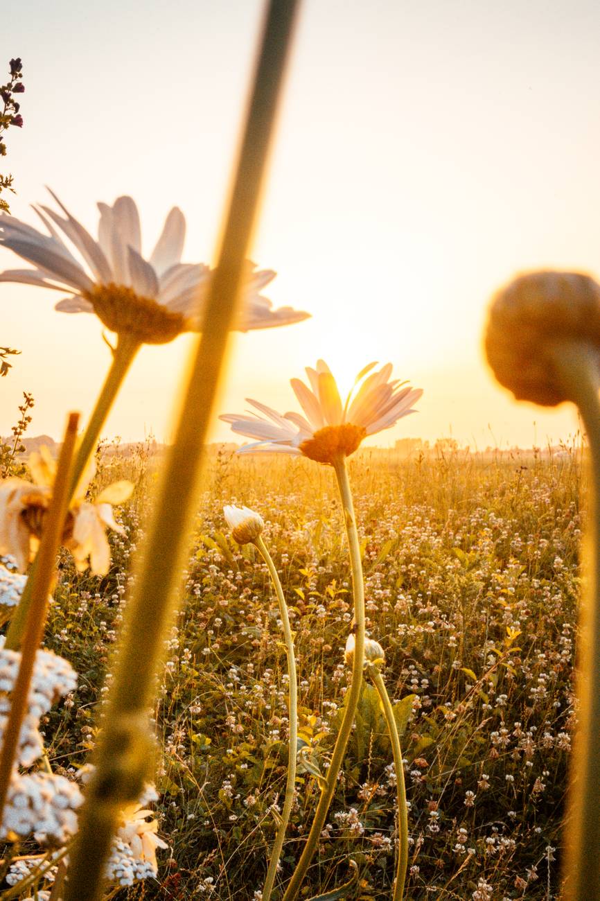 white petaled flowers on a sunny day