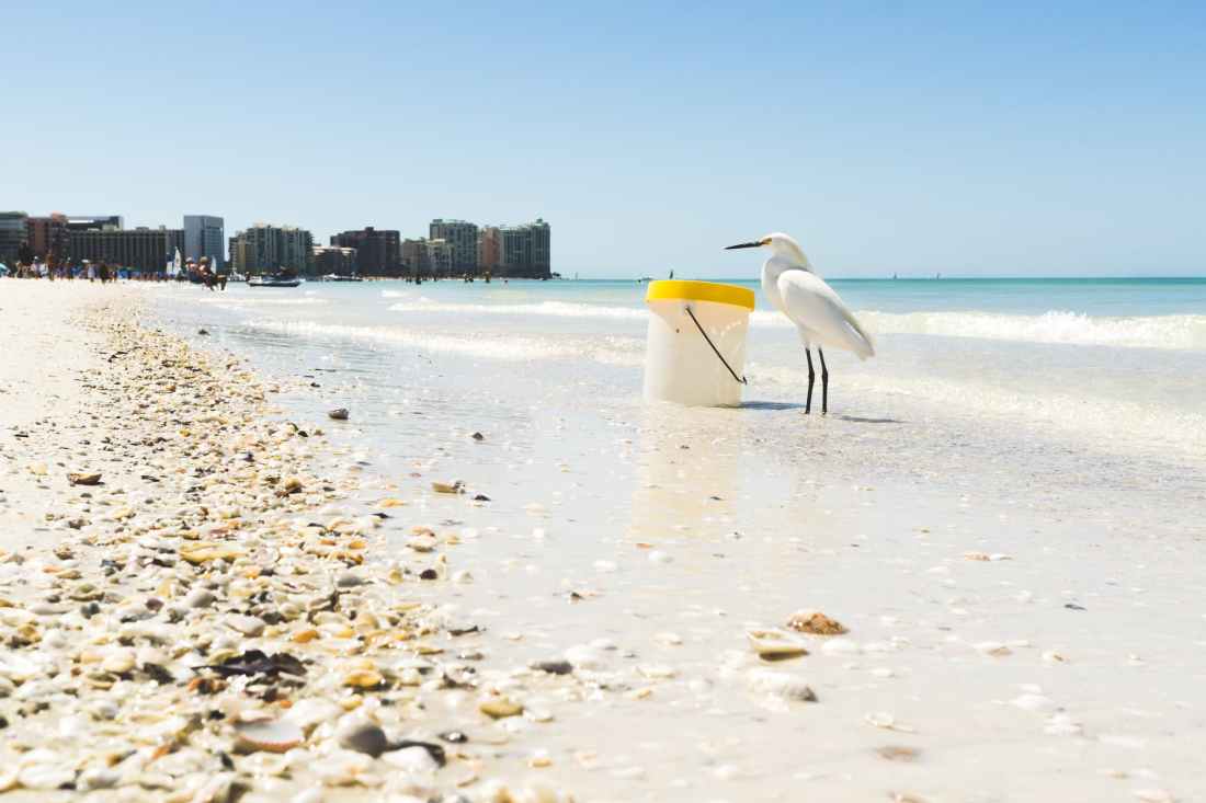 white seagull on seashore beside plastic container